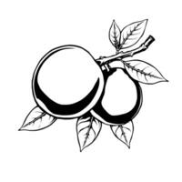 Monochrome Illustration Of Two Ripe Plums On A Branch With Lush Leaves vector
