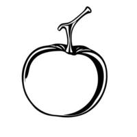 Simple Line Drawing Of A Single Round Apple With Stem vector
