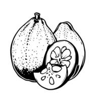 A Detailed Line Drawing Of Whole And Sliced Citrus Fruits vector