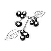 Black And White Illustration Of A Blueberry Branch With Leaves vector