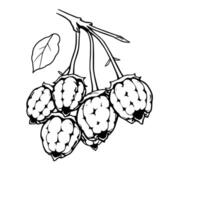 Cluster Of Black And White Raspberries On Branch vector