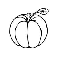 Simple Line Drawing Of A Single Round Peach With Leaf vector