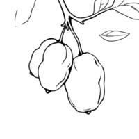 Drawing Of Two Ripe Yellow Fruits Hanging From A Branch vector