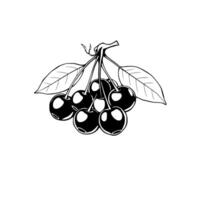 Cluster Of Ripe Cherries On Branch With Leaves Black And White Illustration vector