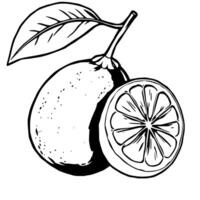 A Fresh Lime With Leaf Cut in Half Showing Juicy Segments vector