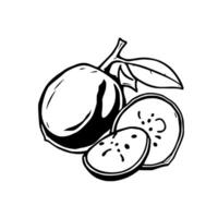 A Simple Line Drawing Of A Whole Fruit And Two Slices vector