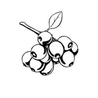 Cluster Of Black And White Illustrated Berries On A Branch vector
