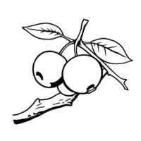 Hand-Drawn Illustration Of Two Berries On A Branch With Leaves vector