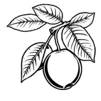 Line Art Illustration Of A Single Apple On Branch With Leaves vector