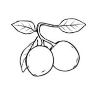Line Drawing Of Two Ripe Fruits On A Branch With Leaves vector