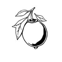 Hand-Drawn Illustration Of A Single Lime With Leaves vector