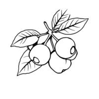 Simple Line Drawing Of Berries On A Branch With Leaves vector