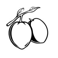 Simple Line Drawing Of Two Plums On A Branch With Leaves vector