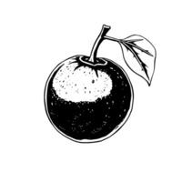 Monochrome Illustration Of A Single Round Orange With Leaf vector