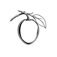 Single Plum Fruit Illustration With Branch And Leaf vector