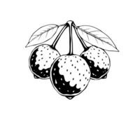 Hand-Drawn Illustration Of Three Ripe Berries On A Branch With Leaves vector