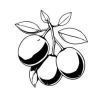 Three Plums on Branch with Leaves Ink Drawing Illustration vector