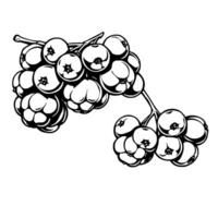 Black And White Illustration Of A Branch With Abundant Berries vector