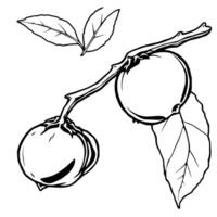 Line Art Illustration Of Two Persimmons On A Branch With Leaves vector