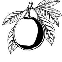 Stylized Black And White Illustration Of A Single Round Fruit On A Branch With Leaves vector
