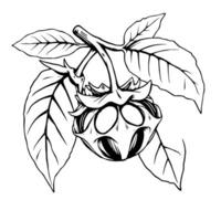 Detailed Line Drawing Of A Unique Plant With Ovate Leaves And A Singular Fruit vector