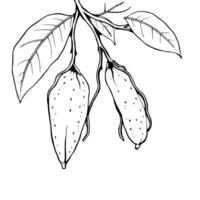 Elegant Line Drawing Of Three Creamy Yellow Fruits Hanging From A Branch With Leaves vector