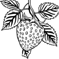 A Single Strawberry on the Vine Detailed Line Art Illustration vector
