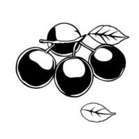 Cluster Of Black Plums With Leaves Simple Line Art Design vector