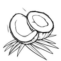 Halved Coconut Resting On Palm Fronds Line Art Illustration vector