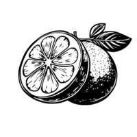 Halved Lime With Leaf A Detailed Ink Drawing Illustration vector