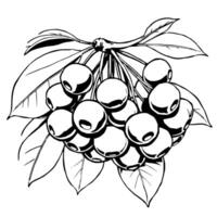 Cluster Of Ripe Berries Hanging From Branch With Leaves vector