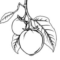Line Art Drawing Of Two Ripe Tomatoes On A Vine With Leaves vector