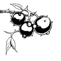 Spiky Branch With Dark Berries And Leaves Detailed Ink Drawing vector