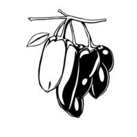 Cluster Of Ripe Black And White Berries Hanging From Branch vector