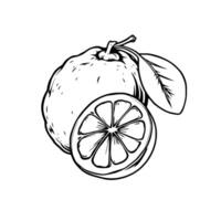 Hand-Drawn Illustration Of A Whole And Sliced Citrus Fruit With Leaves vector