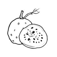 Line Drawing Of A Prickly Pear Cactus Fruit Whole And Halved Showing Seeds vector