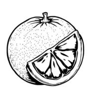 A Detailed Drawing Of A Grapefruit With A Slice Showing Its Juicy Segments And Textured Rind vector