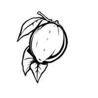 A Line Drawing Of A Single Lime With Leaves vector