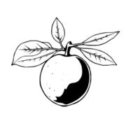 Simple Line Drawing Of A Citrus Fruit With Leaves vector