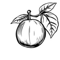 Hand-Drawn Illustration Of A Single Round Fruit On Branch With Leaves vector
