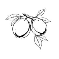 Line Art Drawing Of Two Quince Fruits On A Branch With Leaves vector