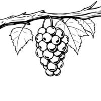A Cluster Of Grapes Hanging From A Vine Branch With Leaves vector