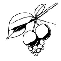 Stylized Illustration Of A Branch With Berries And Leaves vector