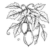 Elegant Line Art Drawing Of Fruits Hanging From Vine With Lush Leaves vector