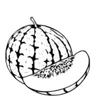 Watermelon And Melon Slice A Black And White Illustration vector