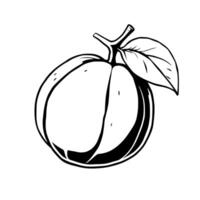 A Simple Line Drawing Of A Halved Mangosteen Fruit With Leaf vector