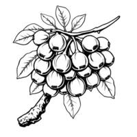 Cluster of Round Berries on Branch with Leaves Ink Drawing vector