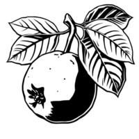 Black And White Illustration Of A Quince Fruit On Branch With Leaves vector