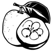 A Simple Line Drawing Of A Quince Fruit Halved Showing Seeds And Blossom Detail vector