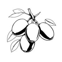 Cluster Of Plums On Branch With Leaves Monochrome Illustration vector